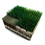 Hibrit Çim hybrid grass nw 002